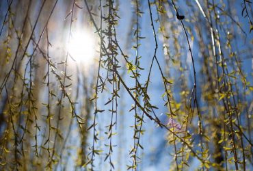 22 квітня порадує киян теплом: сонце світитиме з ранку до вечора