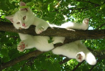 У середу в Україну увірветься різке потепління (карта)