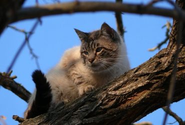 Останній теплий день перед похолоданням: яка погода буде в Україні 14 лютого (карта)