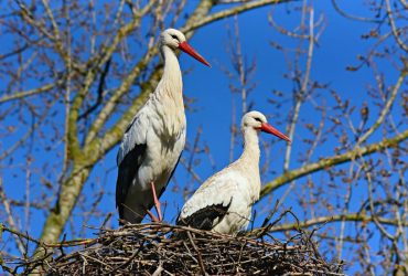 Синоптикиня Діденко повідомила, де в Україні потеплішає у першу чергу
