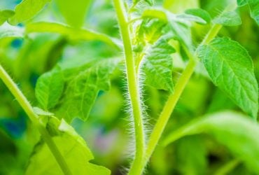 Міцна розсада без особливих витрат: потрібні звичайні родзинки