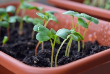 Чем подкормить рассаду, чтобы она быстрее росла: удобрение из мусорки