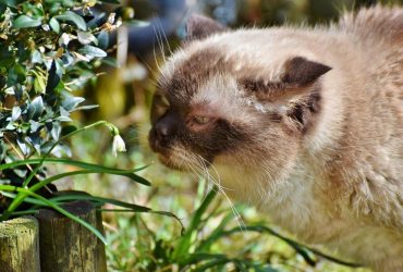 Цього тижня Україну накриє аномальне тепло - синоптик