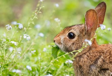 Стало відомо, коли в Україну прийде справжнє весняне тепло (карта)