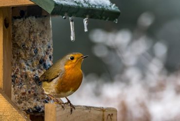 Березень 2023 року у Києві буде нетиповим - синоптики