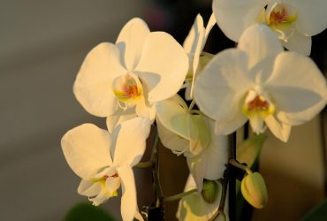 Идеальная смесь для горшков с орхидеями - садоводы объяснили, почему растение будет довольно