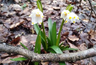 В Карпатах начали расцветать первоцветы (фото)