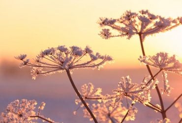 В Украину возвращаются заморозки: синоптик назвала точную дату, когда будет минус