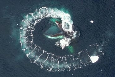 Украинские полярники показали невероятные фото китов с дрона