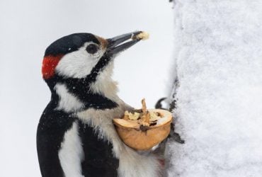 Синоптик рассказала, как долго в Украине продержатся морозы