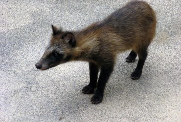 До появи коронавірусу можуть бути причетні єнотовидні собаки - вчені