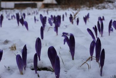 На Закарпатье в конце марта зафиксировали природную аномалию (фото)