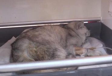 В Турции кот провел 49 дней под завалами после землетрясения: в каком состоянии животное