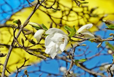 У Мукачеві попри холод розквітла магнолія (фоторепортаж)