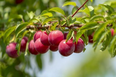 Слива на зиму – вкусных рецептов с фото, простые заготовки из сливы на зиму