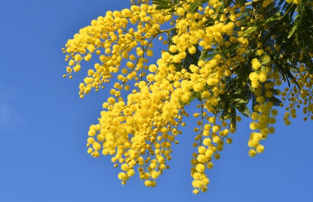 8 марта Украину накроет весеннее тепло, но есть неприятный нюанс