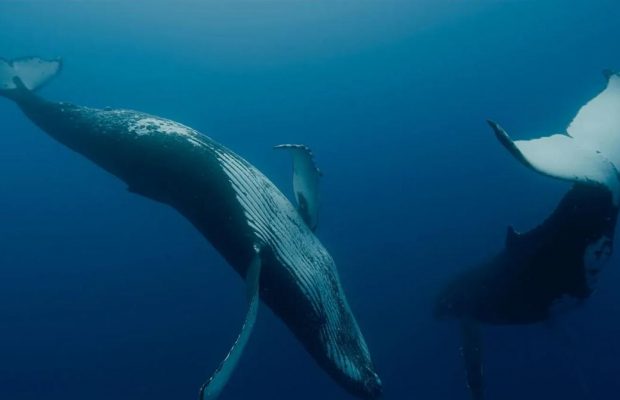 Ахтем Сеїтаблаєв дав голос киту у вражаючій документалці про жителів океанічних глибин