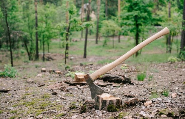Чим можна знищити пеньок на ділянці: поради городникам
