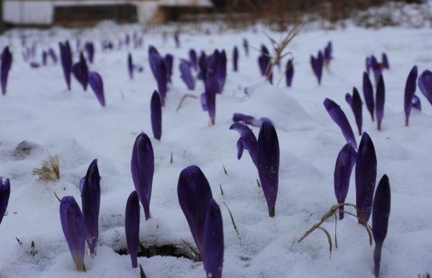 На Закарпатті наприкінці березня зафіксували природну аномалію (фото)