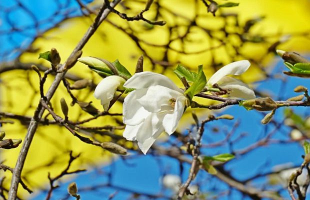 У Мукачеві попри холод розквітла магнолія (фоторепортаж)