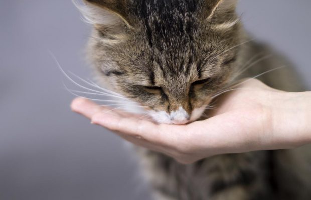 Ніколи не годуйте цим кота: як не нашкодити вихованцеві