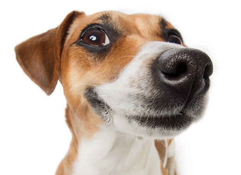 Лает собака у соседей: что делать, если беспокоит шум животных