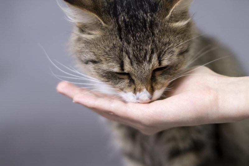 Как коты, которые не умеют мяукать, привлекают внимание хозяина / фото ua.depositphotos.com