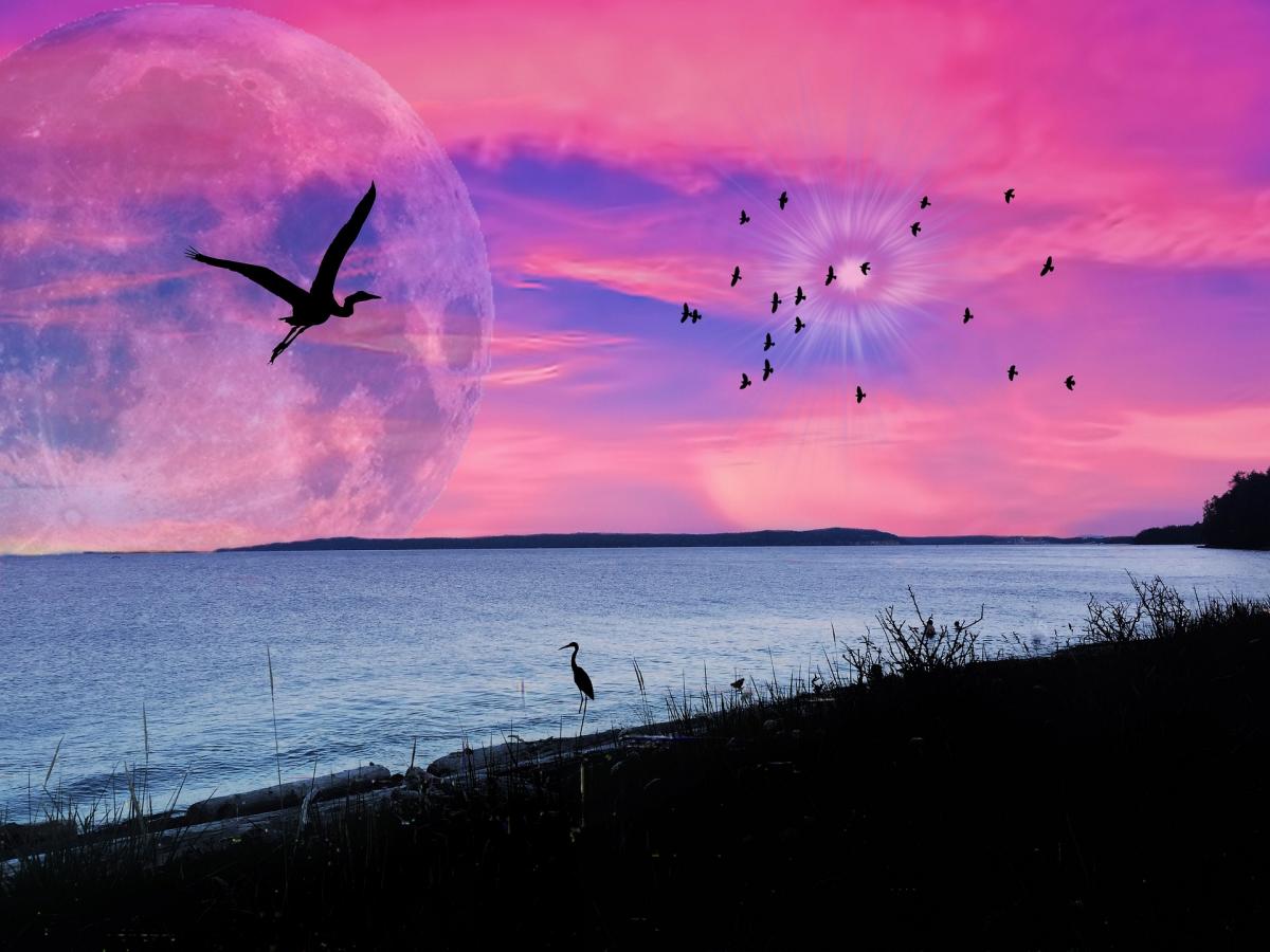 Pink Moon / pixabay.com