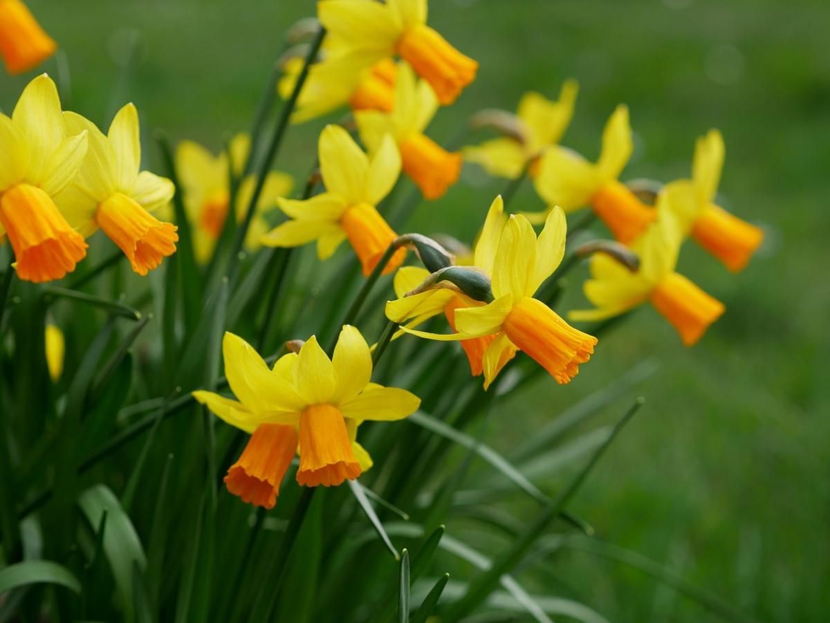 Є одна важлива ознака, на яку потрібно звертати увагу при пересадці нарцисів / фото Annie , Pixabay