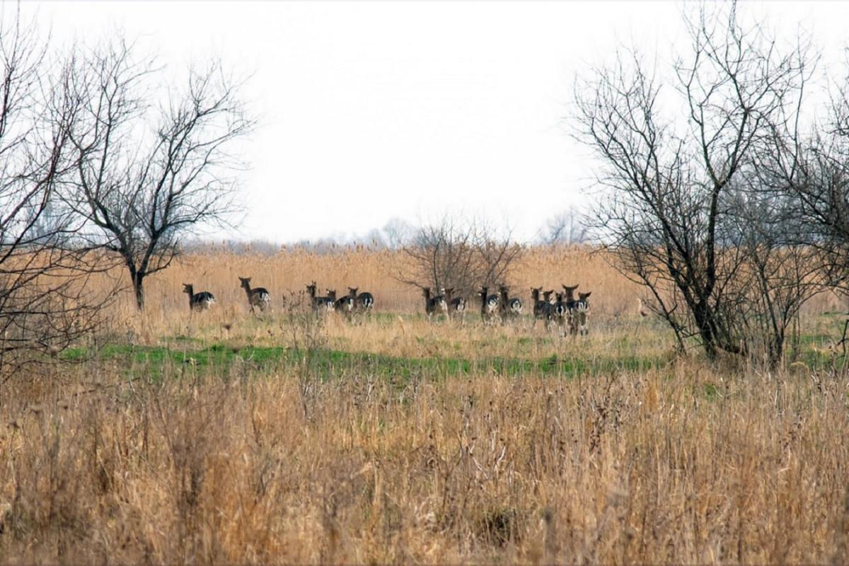 Rewilding Ukraine Rewilding Ukraine