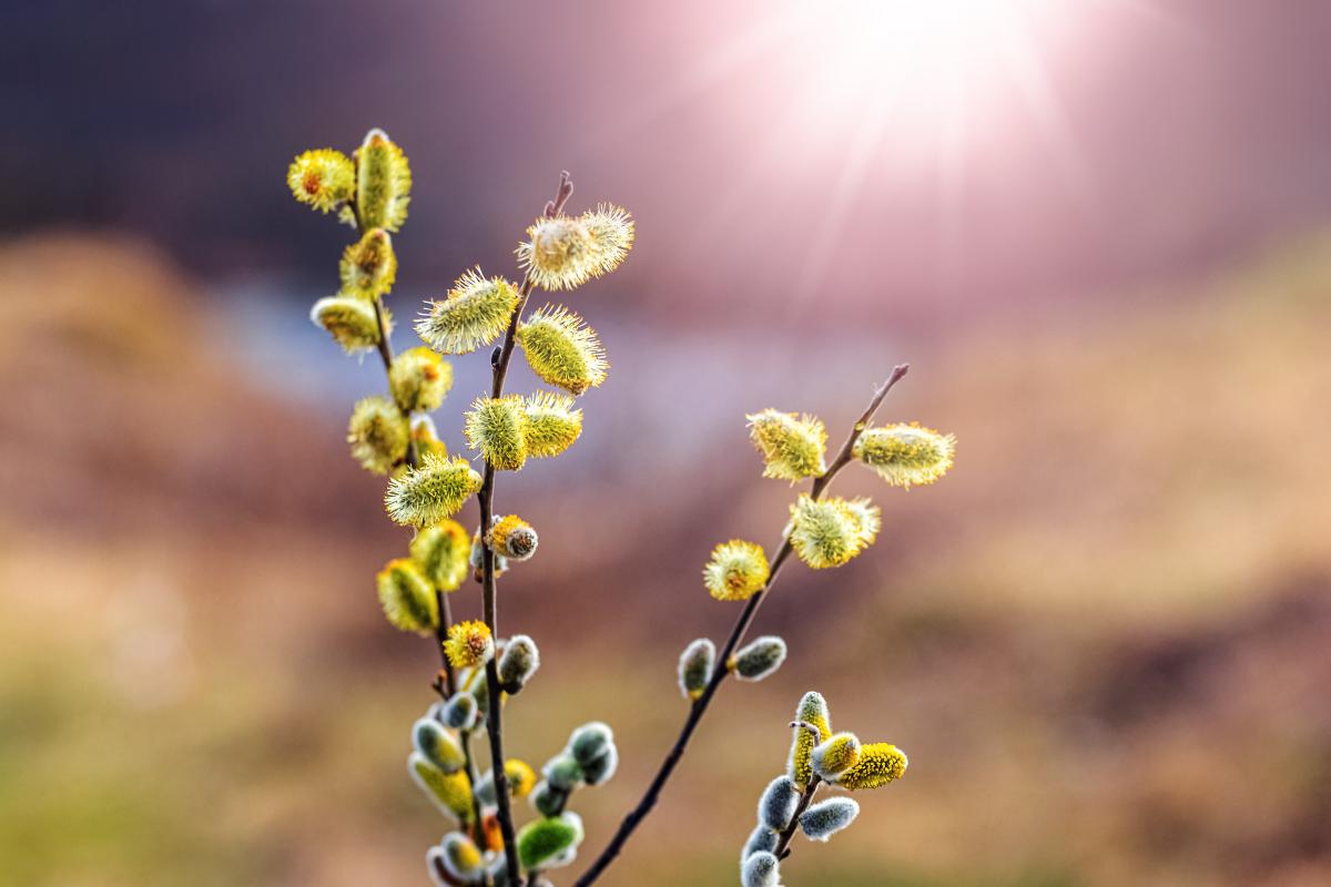 https://images.unian.net/photos/2023_04/1680891967-2648.jpg?r=59482