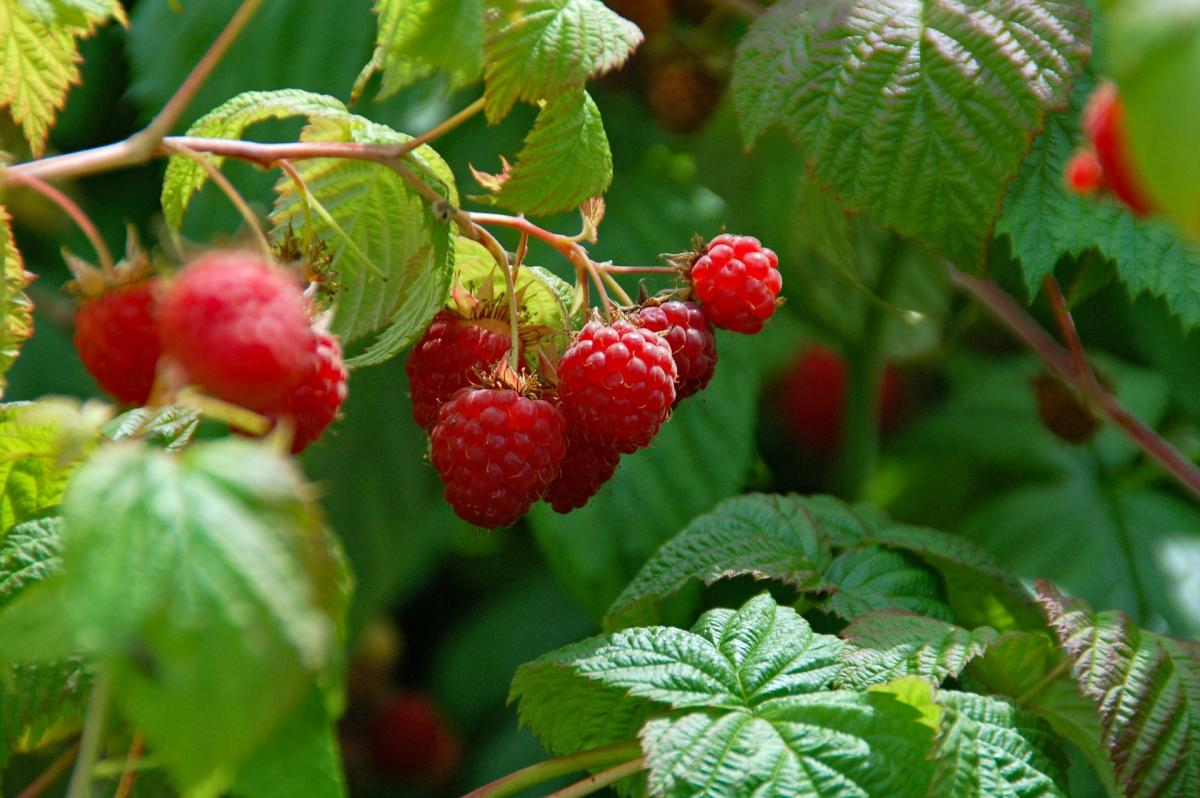 В скором времени в Украину 'на клубнику' будут ехать непальцы и индусы, - эксперт В скором времени в Украину 'на клубнику' будут ехать непальцы и индусы, - эксперт