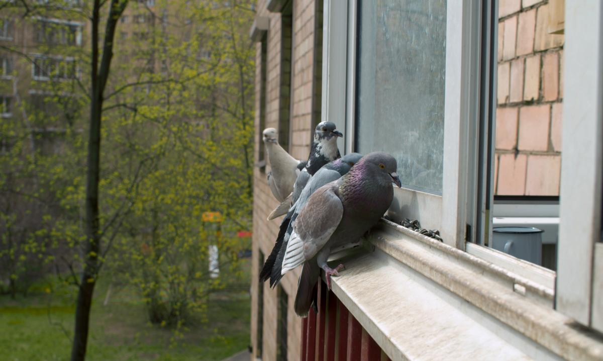 Кілька голубів принесли радісну звісточку / фото ua.depositphotos.com