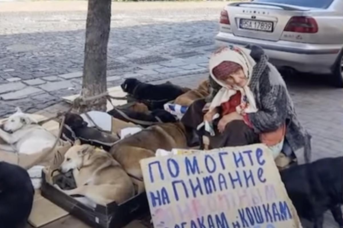 Пенсионерка попрошайничает с собаками / скриншот Пенсионерка попрошайничает с собаками / скриншот