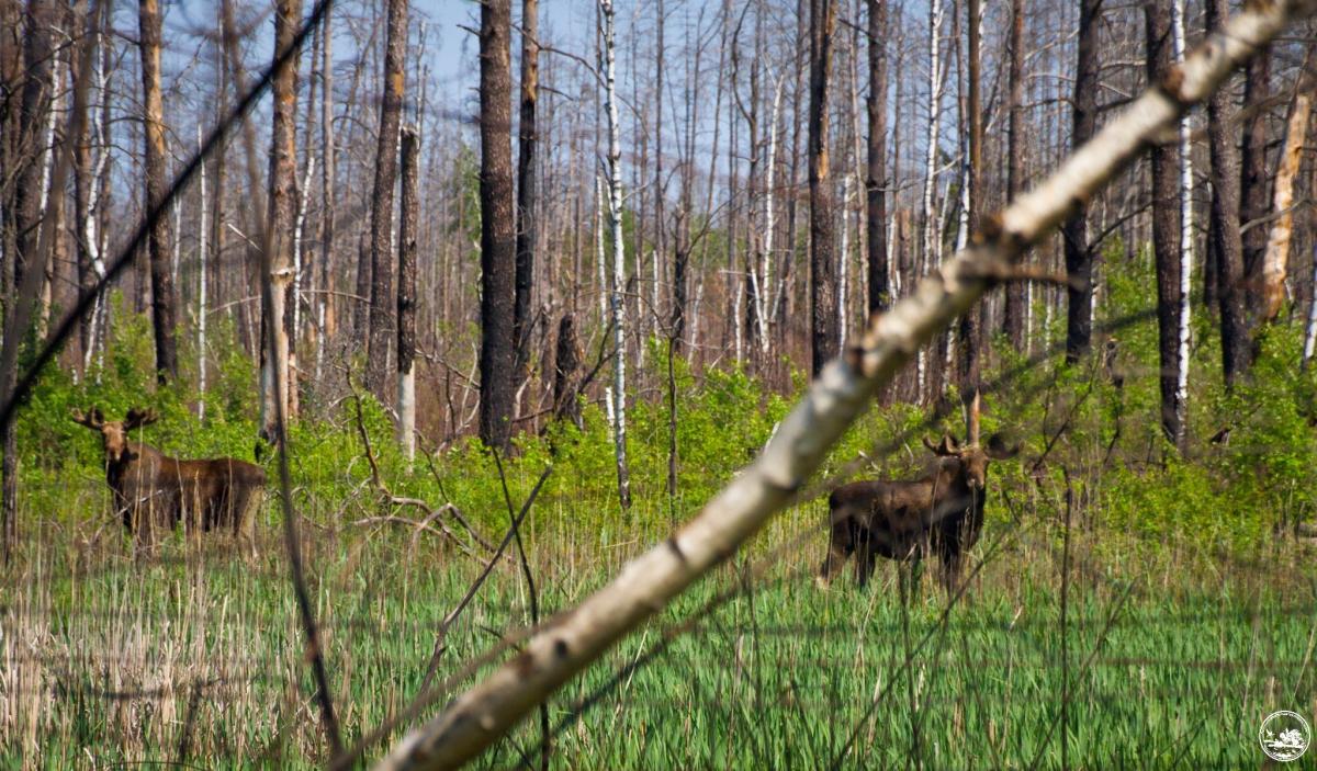 Лосі виросли окремо, але згодом "впізнали" одне одного та об'єдналися / фото zapovidnyk.org.ua Лосі виросли окремо, але згодом "впізнали" одне одного та об'єдналися / фото zapovidnyk.org.ua