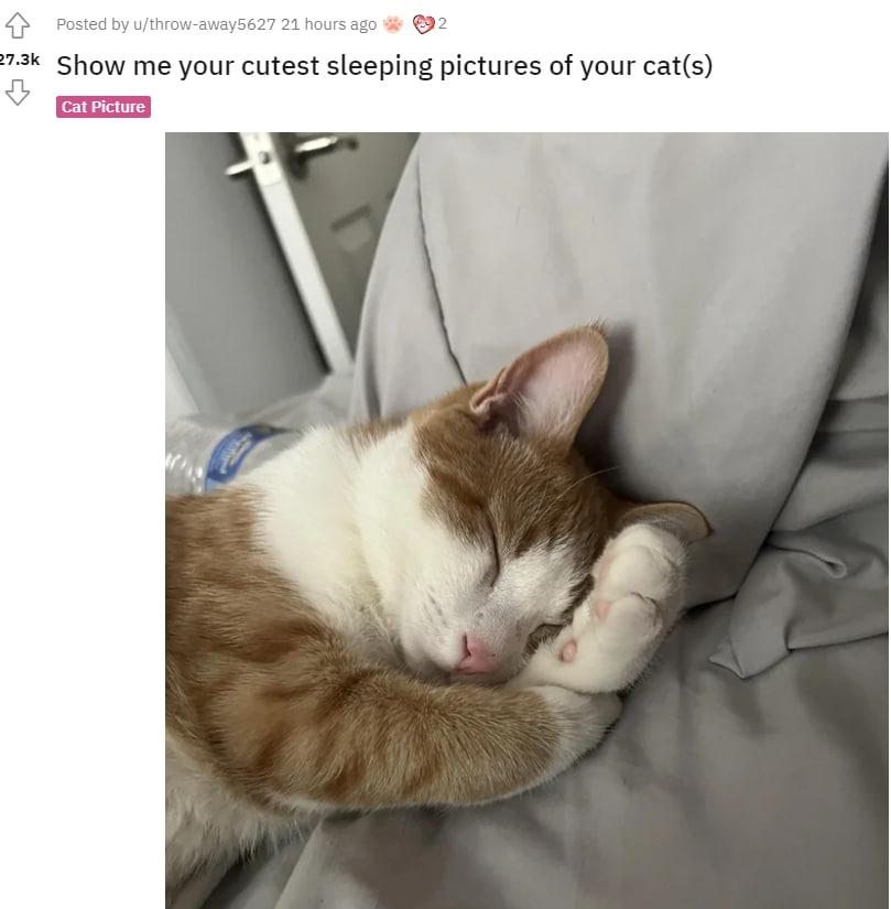 Самый милый флешмоб / фото Reddit Самый милый флешмоб / фото Reddit