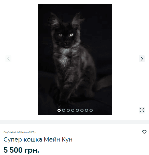 Сама дешевая кошка породы мейн-кун в столице продается почти за 6 тысяч грн / скриншот с olx.ua Сама дешевая кошка породы мейн-кун в столице продается почти за 6 тысяч грн / скриншот с olx.ua