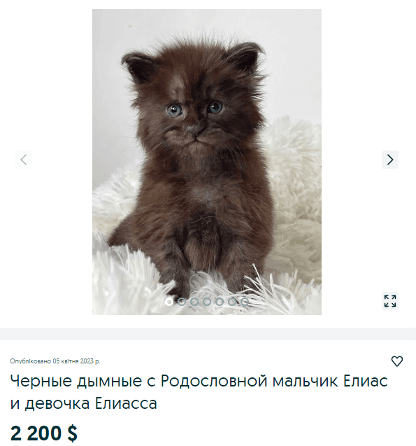 Самый дорогой мейн-кун черный в Киеве стоит более 80 тысяч грн / скриншот с olx.ua Самый дорогой мейн-кун черный в Киеве стоит более 80 тысяч грн / скриншот с olx.ua