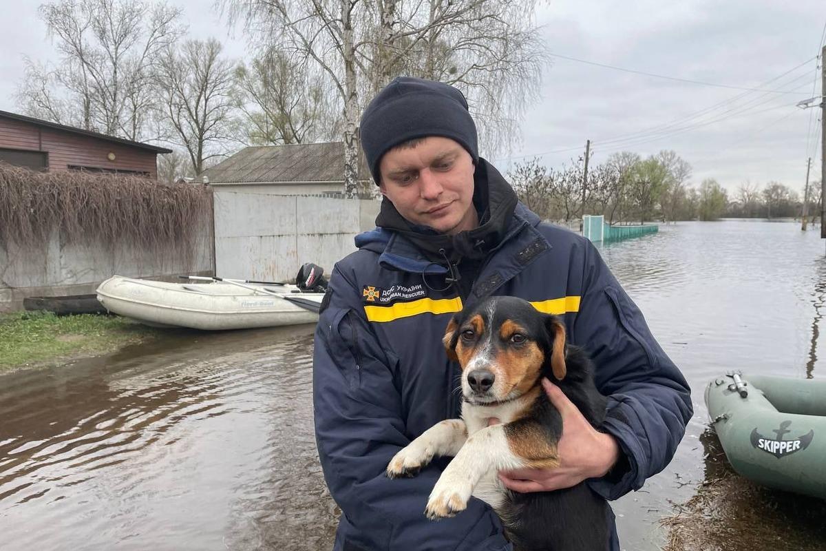 ДСНС врятували пса "Дружка" в Чернігівській області / фото t.me/dsns_telegram