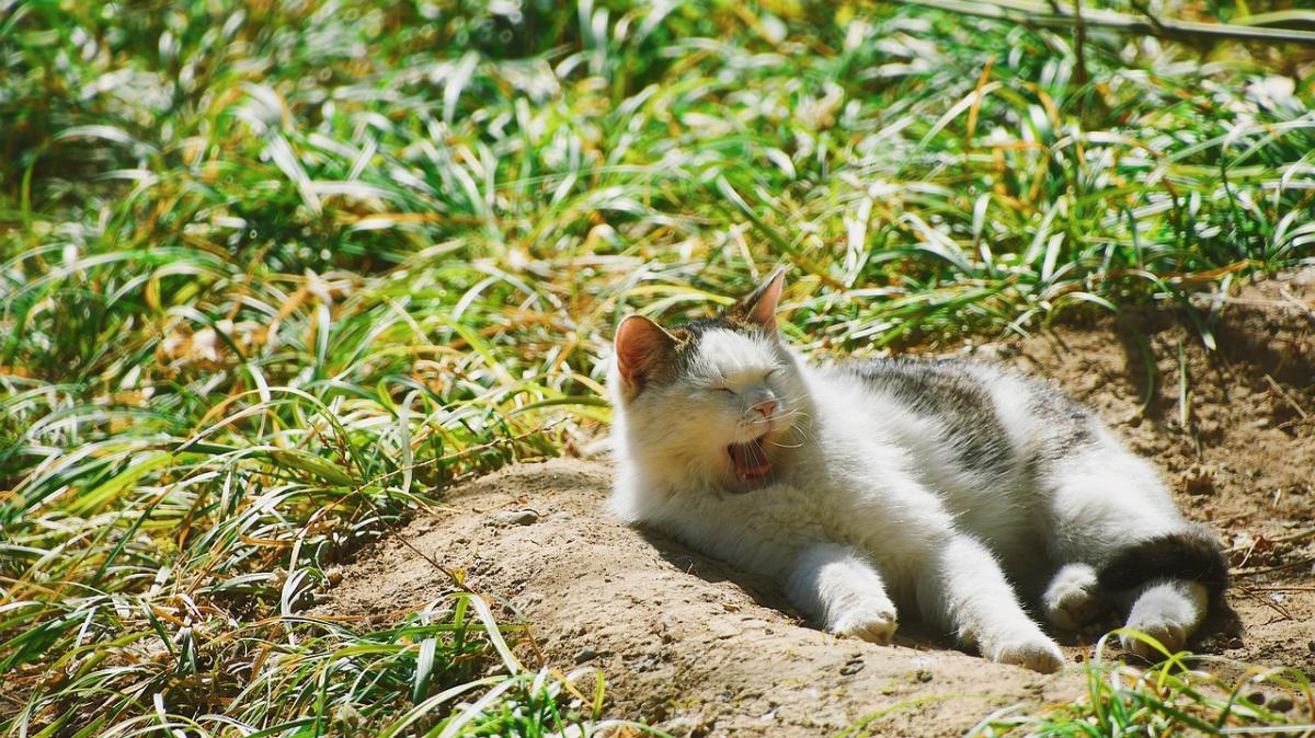 13 серпня в Україні буде дуже тепло / фото 王 王/Pixabay 13 серпня в Україні буде дуже тепло / фото 王 王/Pixabay