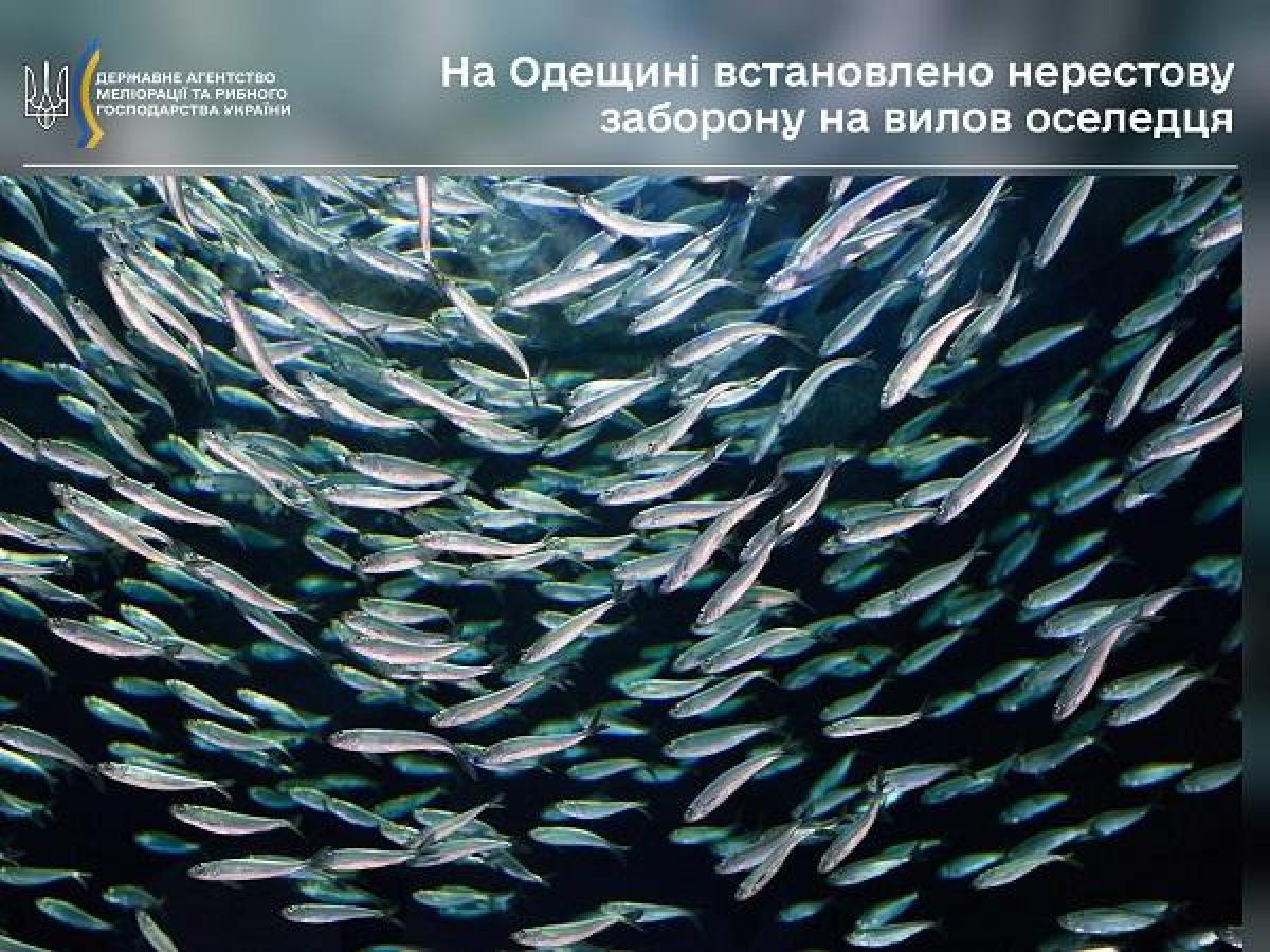 Заборона на вилов триватиме різні періоди / фото darg.gov.ua Заборона на вилов триватиме різні періоди / фото darg.gov.ua
