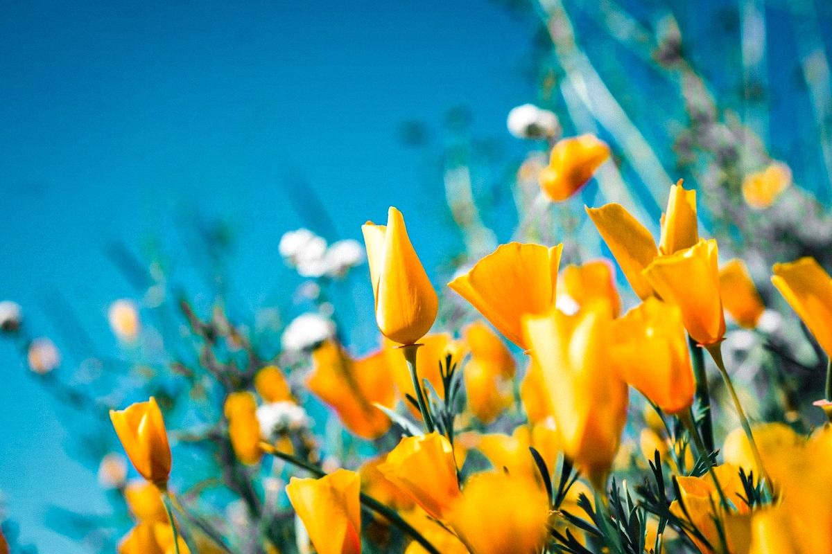 Хто придумав святкувати 1 травня  / УНІАН