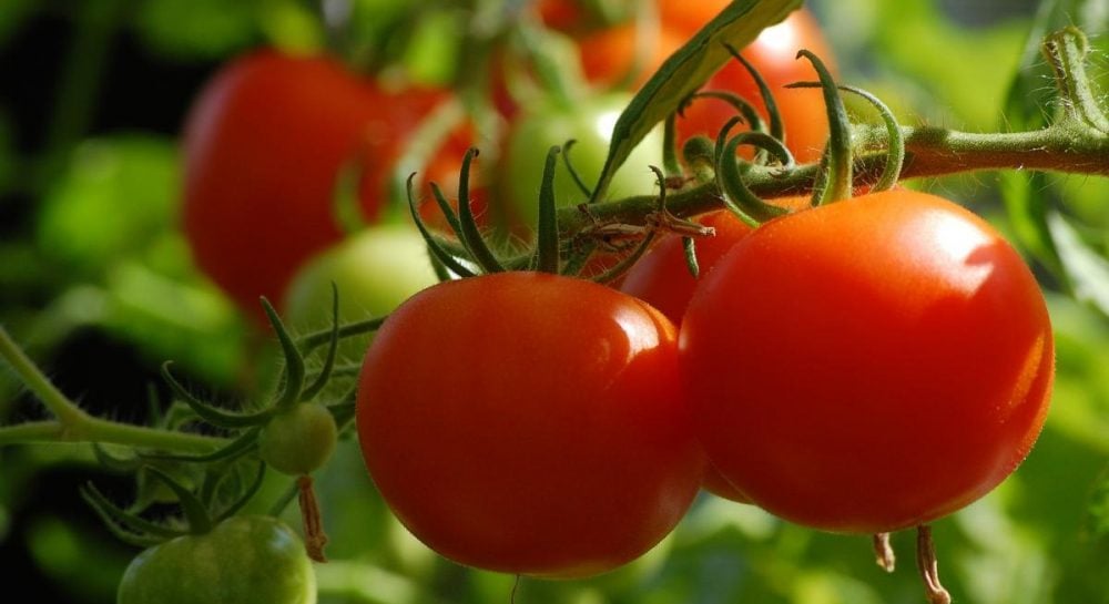 Урожай будет на славу - что нужно помидорам в июле и как их подкормить без\