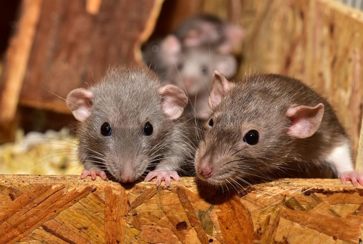 Как избавиться от крыс - лучшие средства для дома — УНИАН