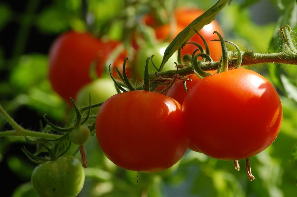 Урожай будет на славу - что нужно помидорам в июле и как их подкормить без\