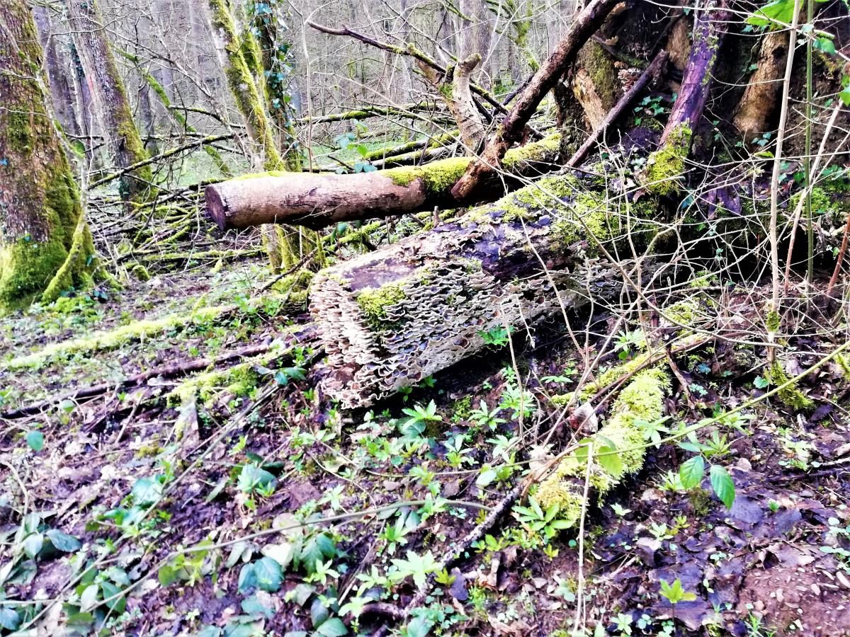 Фото Сквозь изумрудный лес к замку Эльц 21 апреля 2023