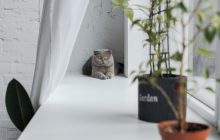Немедленно уберите это с подоконника: навлечете беду
