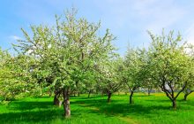 Від шкідників не станеться і сліду: чим обробити плодові дерева до цвітіння навесні