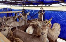 Подолали майже тисячу км: на острові під Одесою з'явились олені та лані з заходу України (фото)