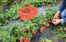 Лучшая подкормка клубники: урожай будете собирать ведрами
